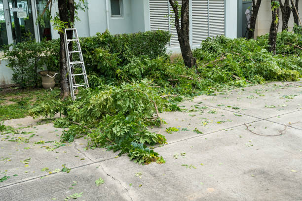 Why Choose Our Tree Removal Services in Beach Haven West, NJ?